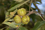 Shagbark hickory